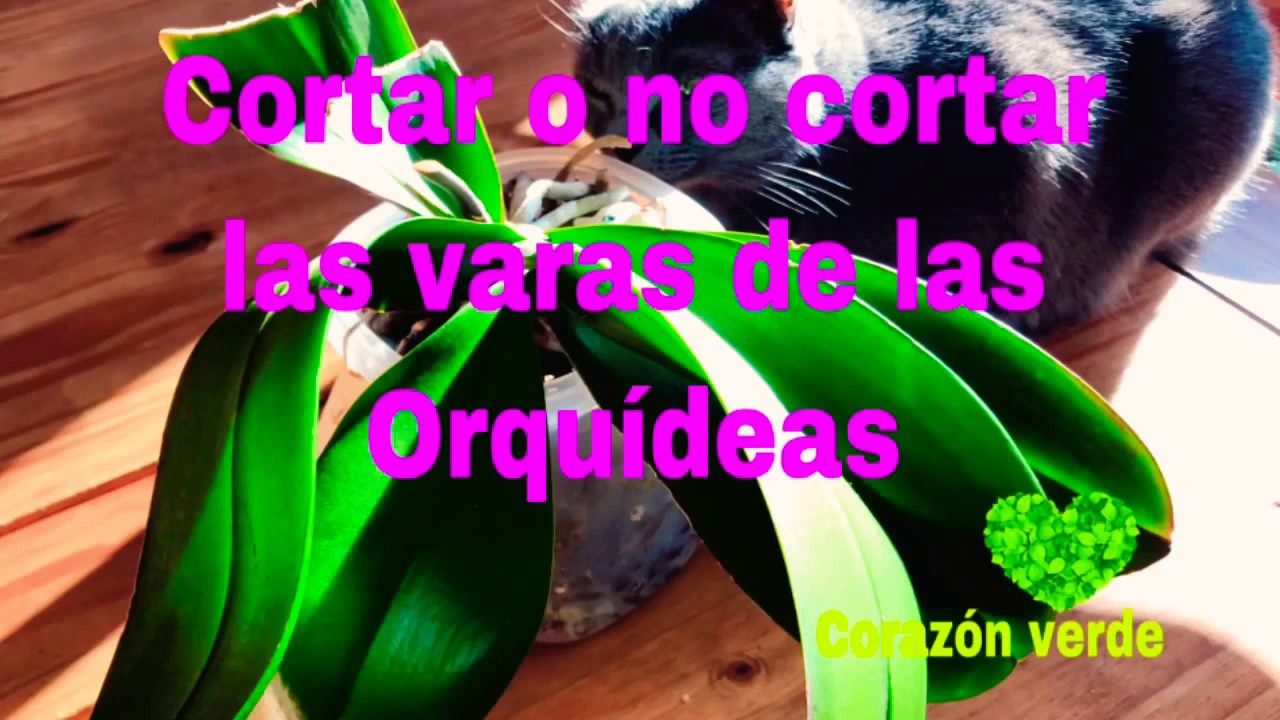 CORTAR O NO CORTAR LA VARA EN LAS Orquídeas phalaenopsis Corazón verde💚