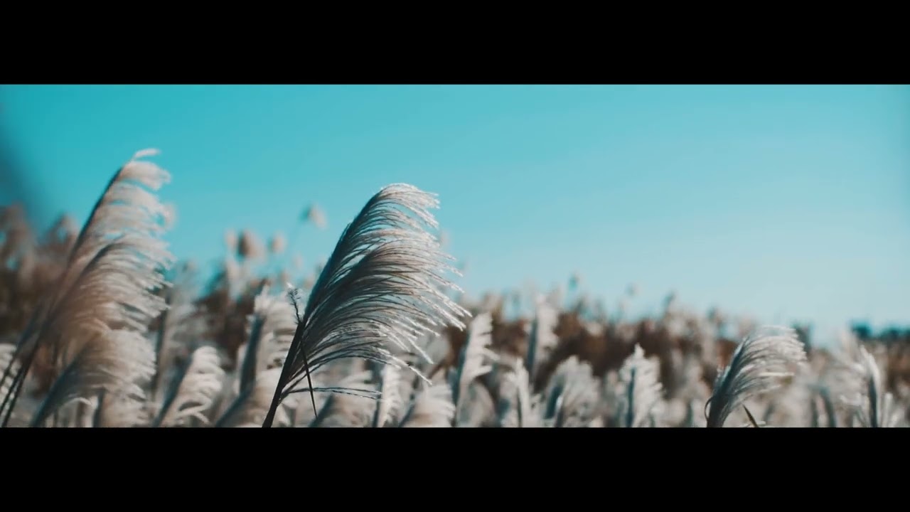 わい用　トーマスバーガーセン　ゆったり