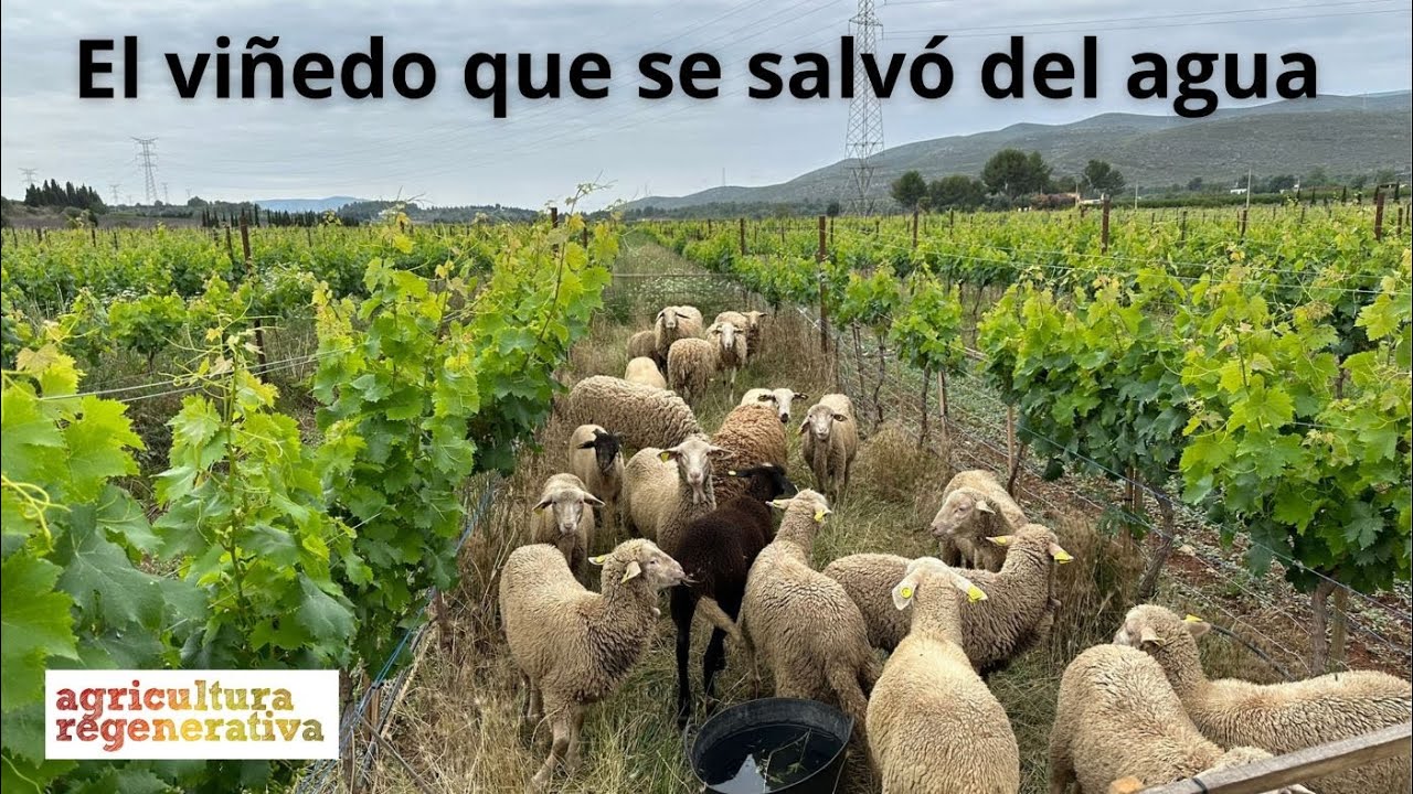 El viñedo que se salvó del agua