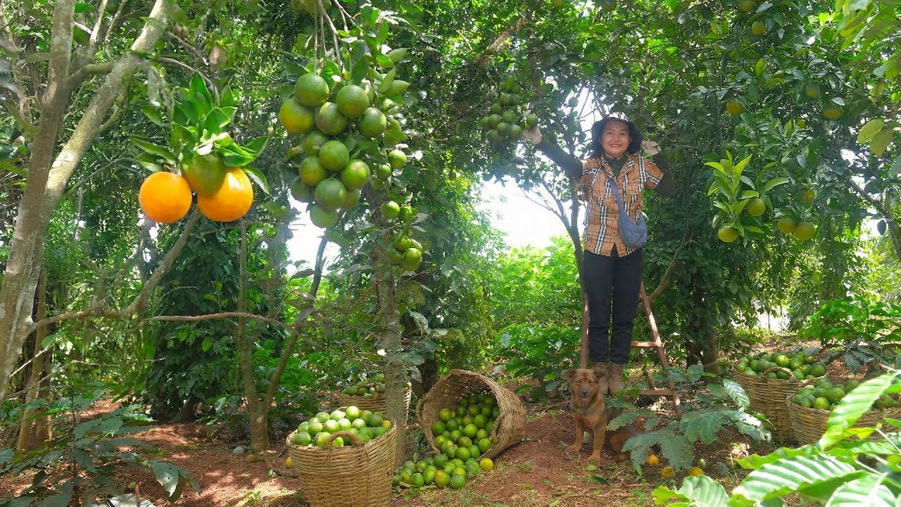 Harvest: Oranges, Chinese Kale, And Watercress To Sell At The Market – Cook With Them, Farming