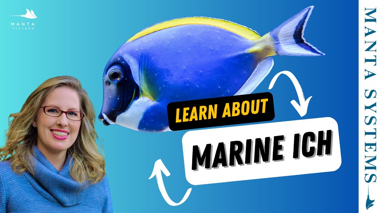 Marine Ich – Symptoms, Treatment & Prevention Guide