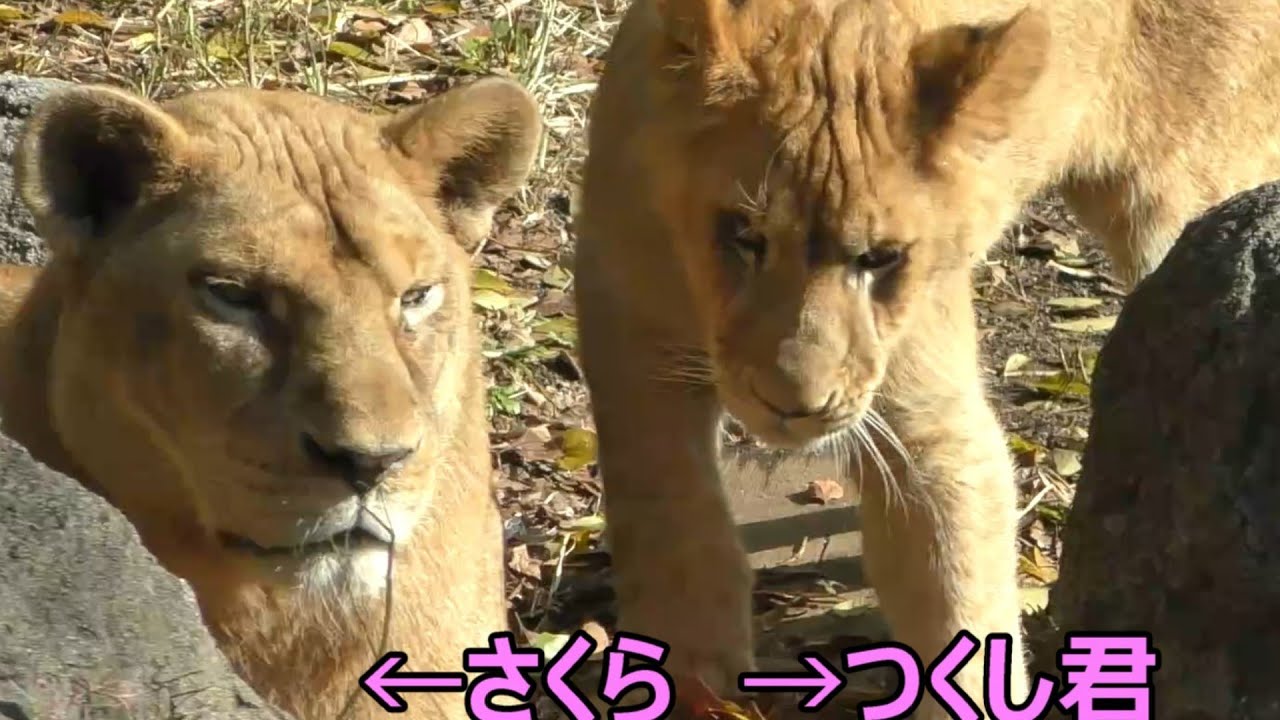 さくら（クレイの母親）に寄り添うつくし君再び！！とべ動物園にて