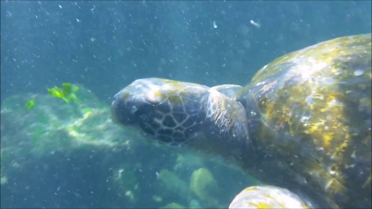 Sea Turtle in Gal&aacute;pagos