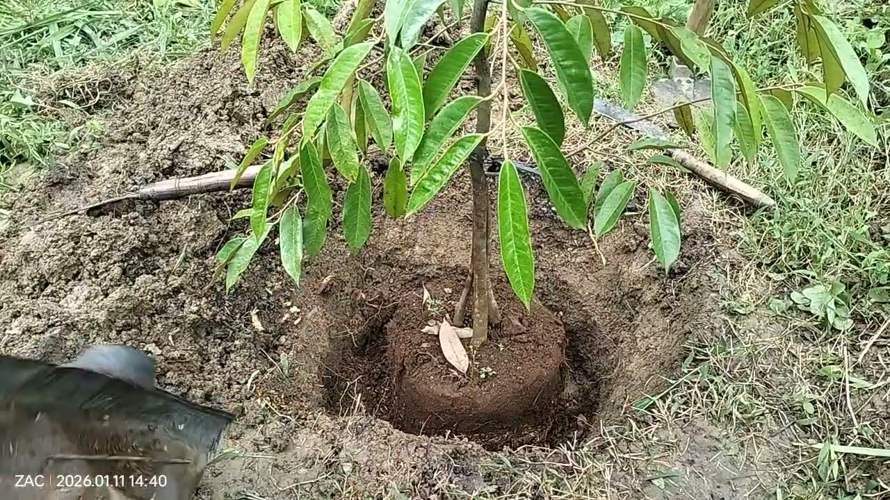 MENANAM DURIAN DURI HITAM 11 JANUARI 2026. MUDAH-MUDAHAN TUMBUH SUBUR DAN BERBUAH LEBAT
