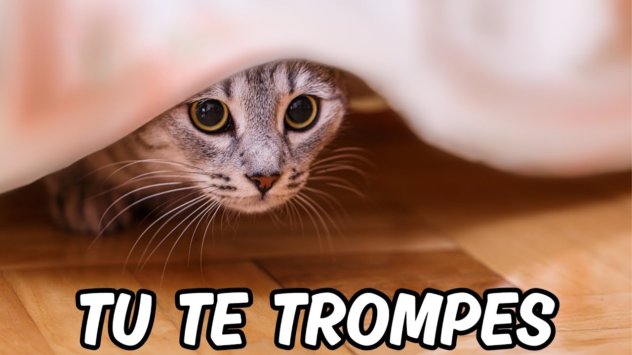 Ce comportement de ton chat n’est PAS innocent (il est en détresse)