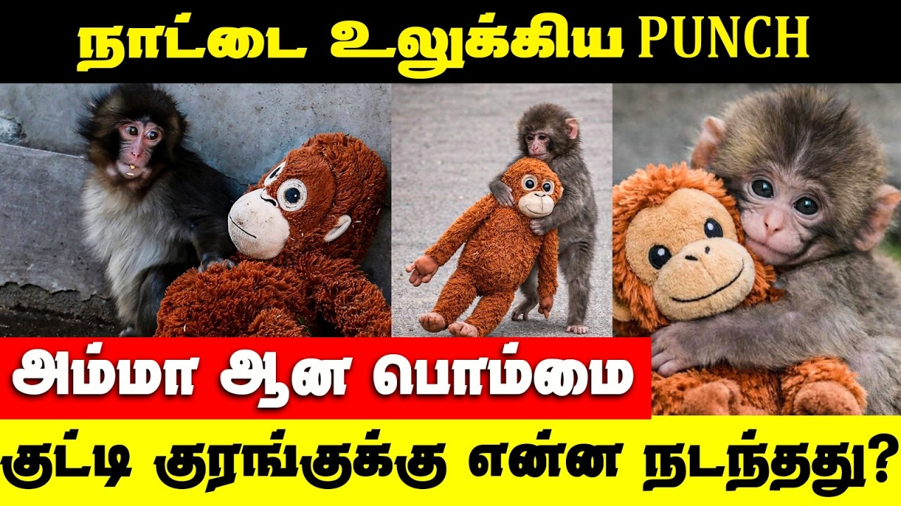 Dozens of fans flock to Japan zoo to see viral baby monkey |  Japanese Punch Monkey