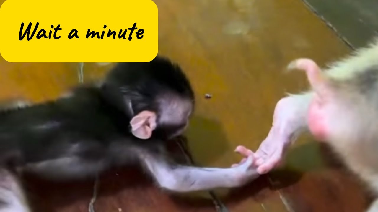 The Baby Monkey Just Can’t Stop Hugging the Young Monkey 🐒💞