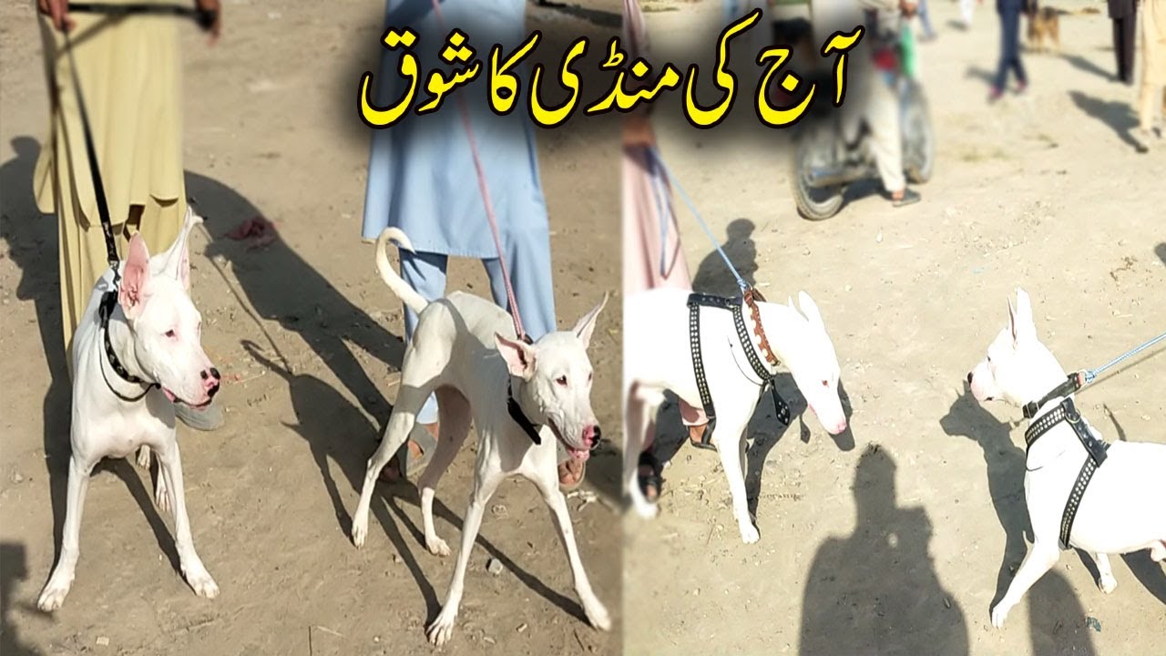 Aaj ki Mandi ka shauq | Pakistan ki mashhur dog Mandi 2025 | Gultair Dog Mandi