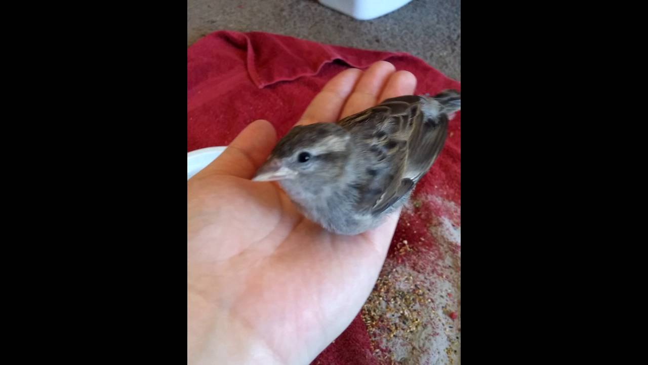 Playing with the house sparrow