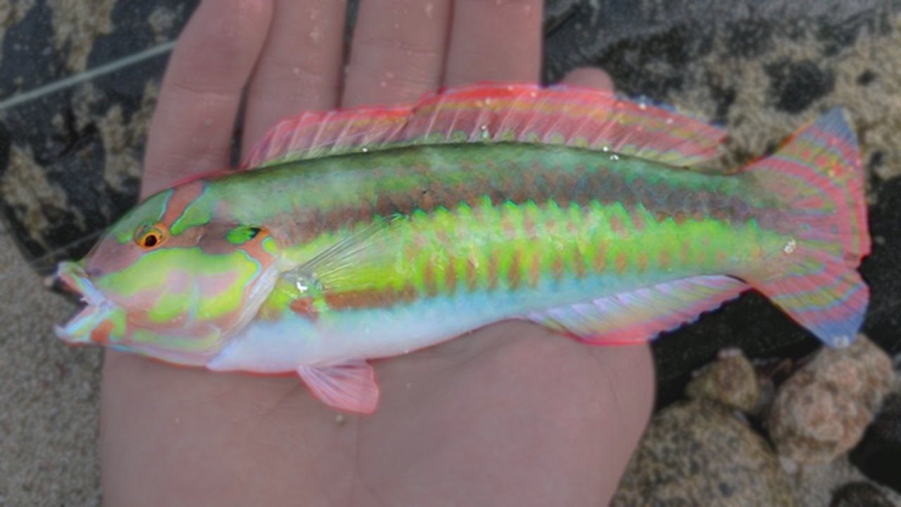 Fishing & Snorkeling in Paradise - Aruba Pt. 2