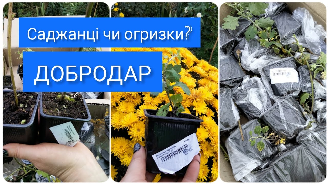 Інтернет магазин Добродар, відгук. Огляд посилки. Саджанці чи огризки?