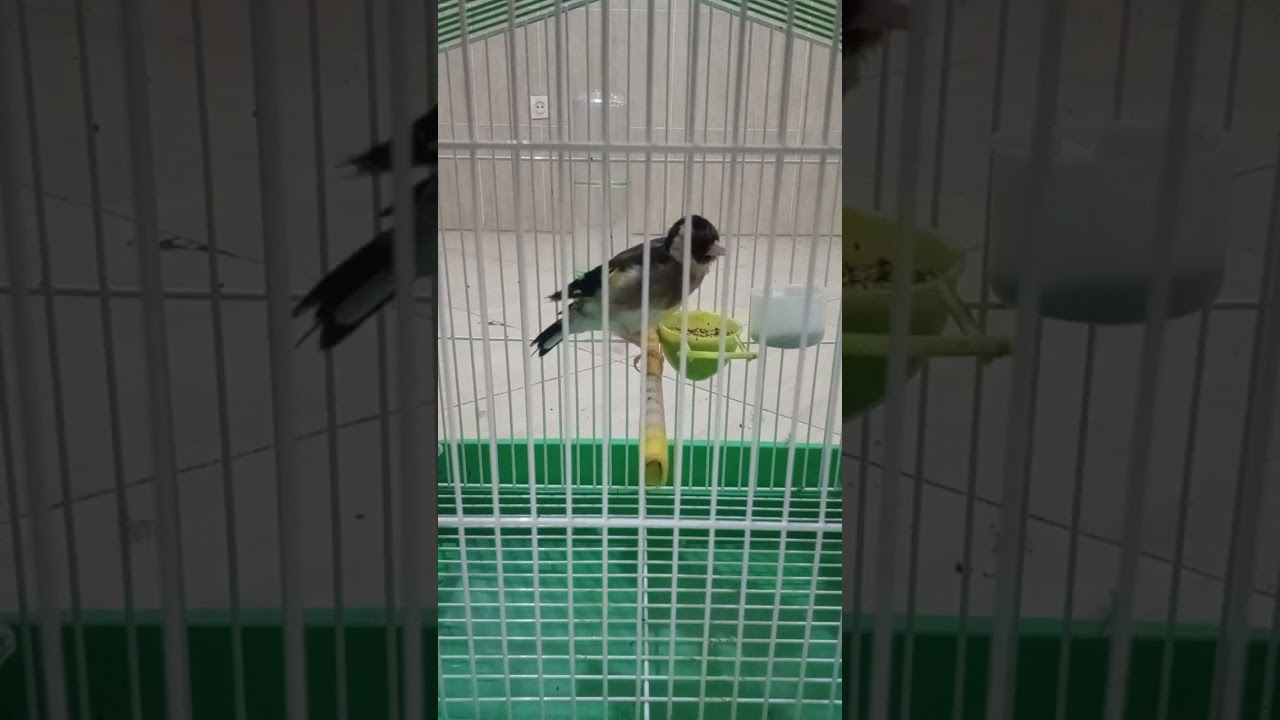 وليدي 🐦 حسني PARVA TÊTE FEMMELE