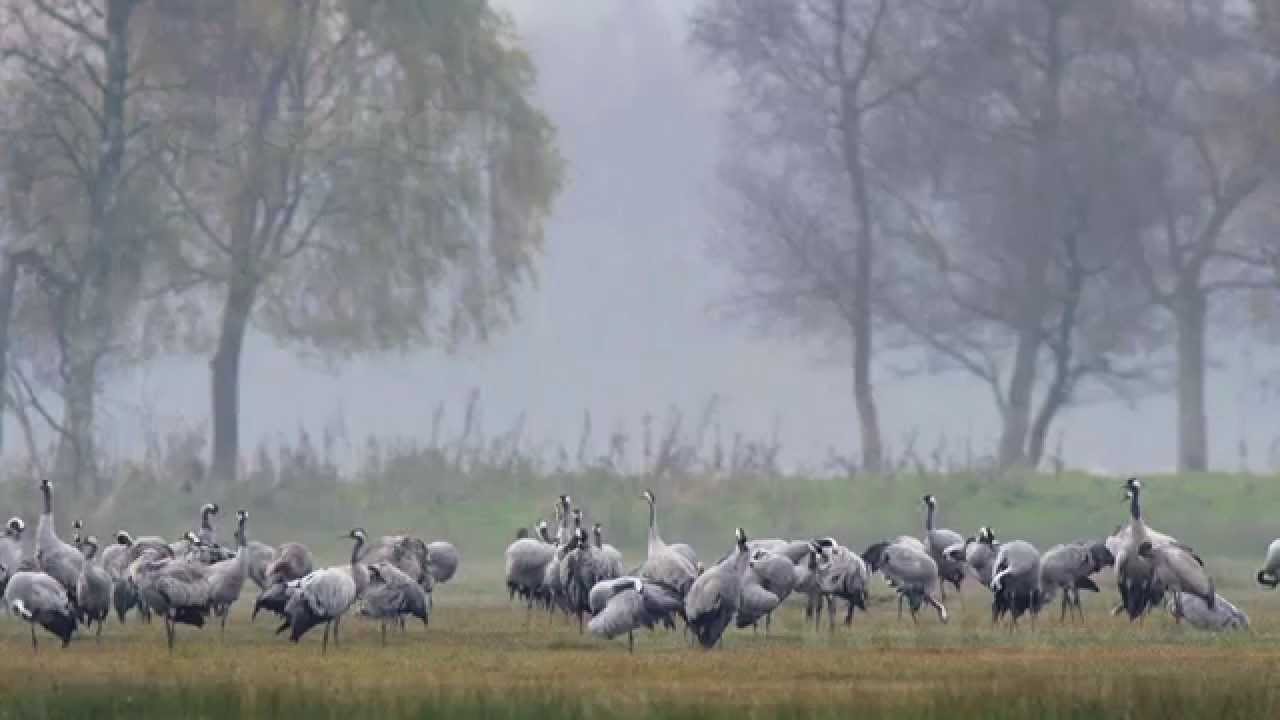 Kranichherbst 2015  - Diepholzer Moorniederung    1080p