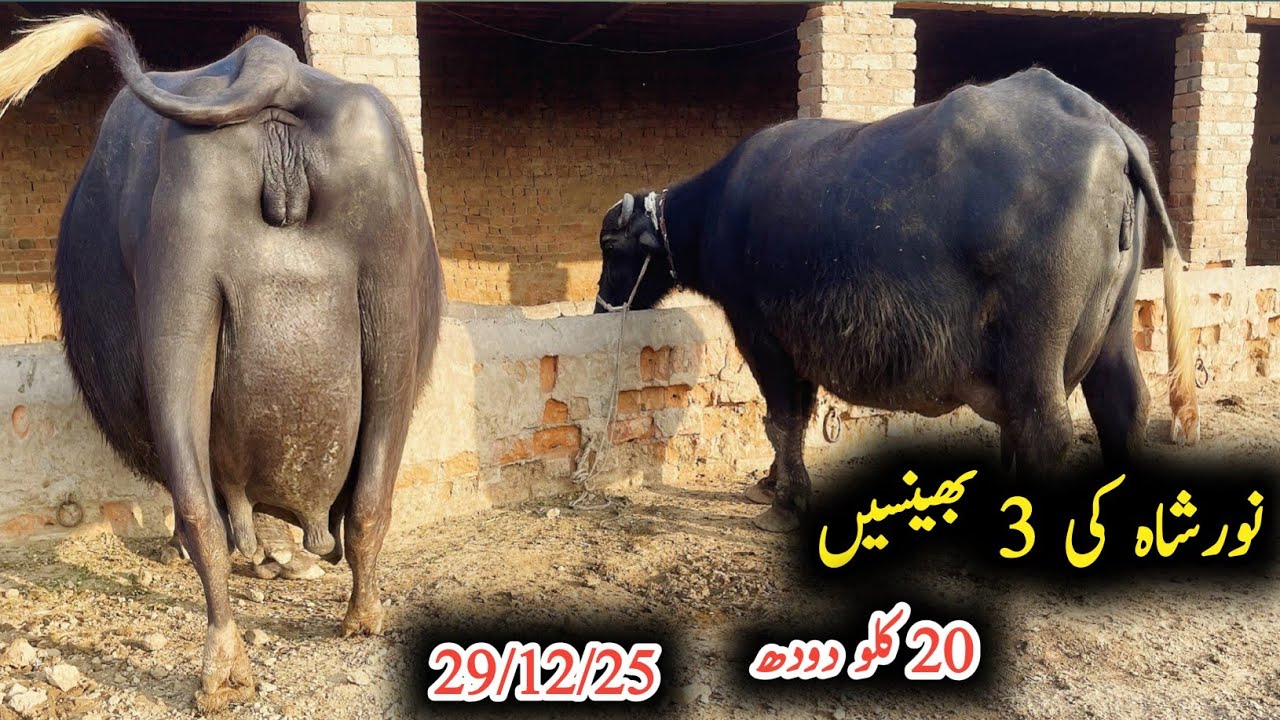 Biggest udder ravi buffalo for sel|راوی کی بھینس براے فروخت|Earn from buffalo