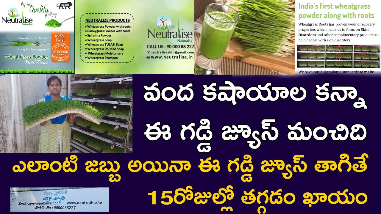 Wheat Grass Cultivation | Wheat Grass Health Benefits | Wheat Grass Juice |  Neutralise Naturals