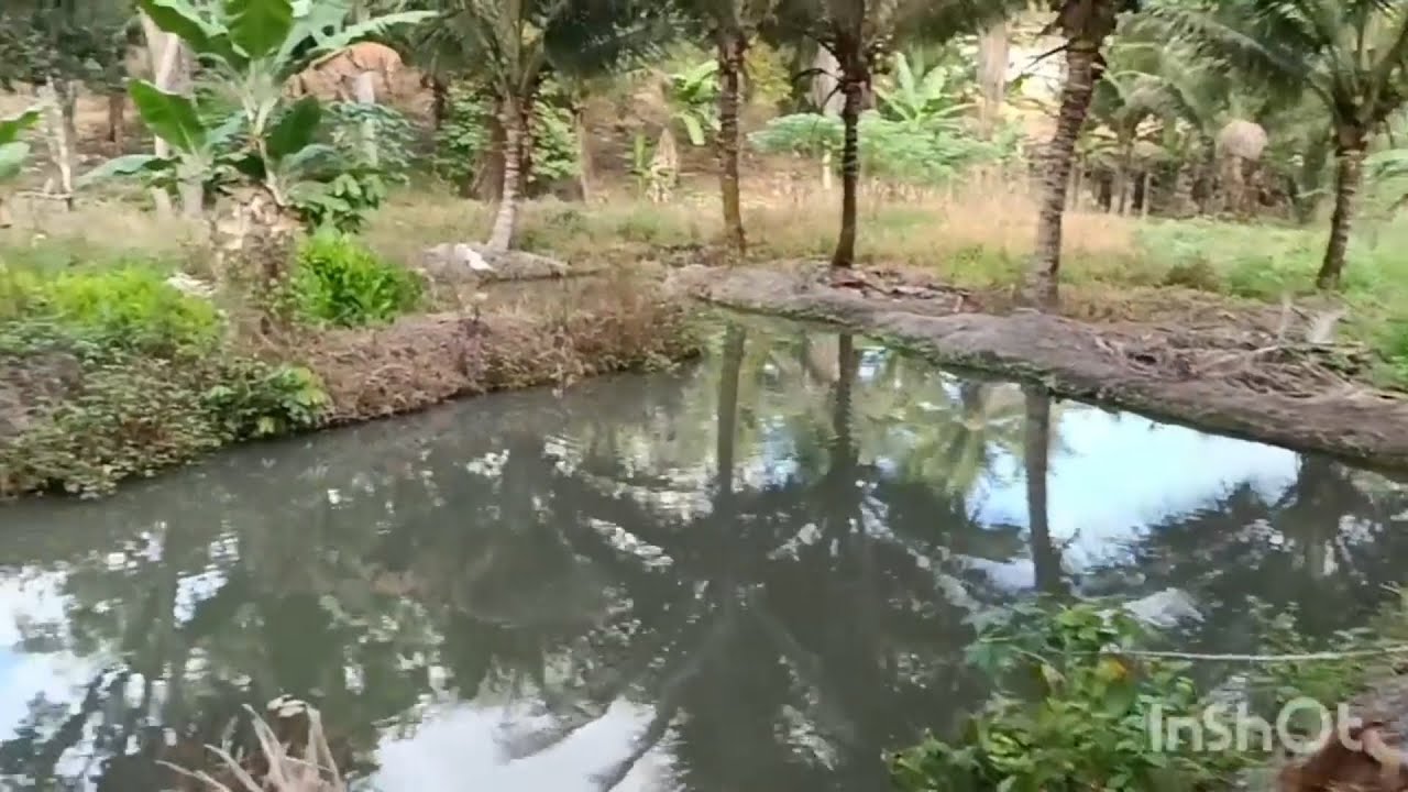 Vende se esse sítio no Engenho Mundo Novo zona rural Palmares PE 120 mil (081)996309085
