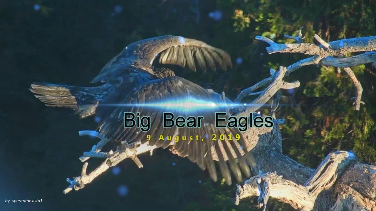 Big Bear Eagles ~ August, 9 - Simba Adventures, h 24 - 7 ~ I'm Over Here , Mom!