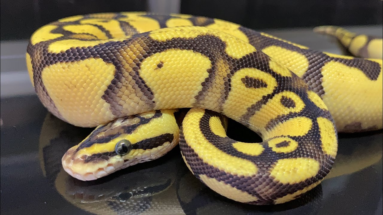 LUCKY BREAK! Unexpected Results Take Things To A Whole New Level