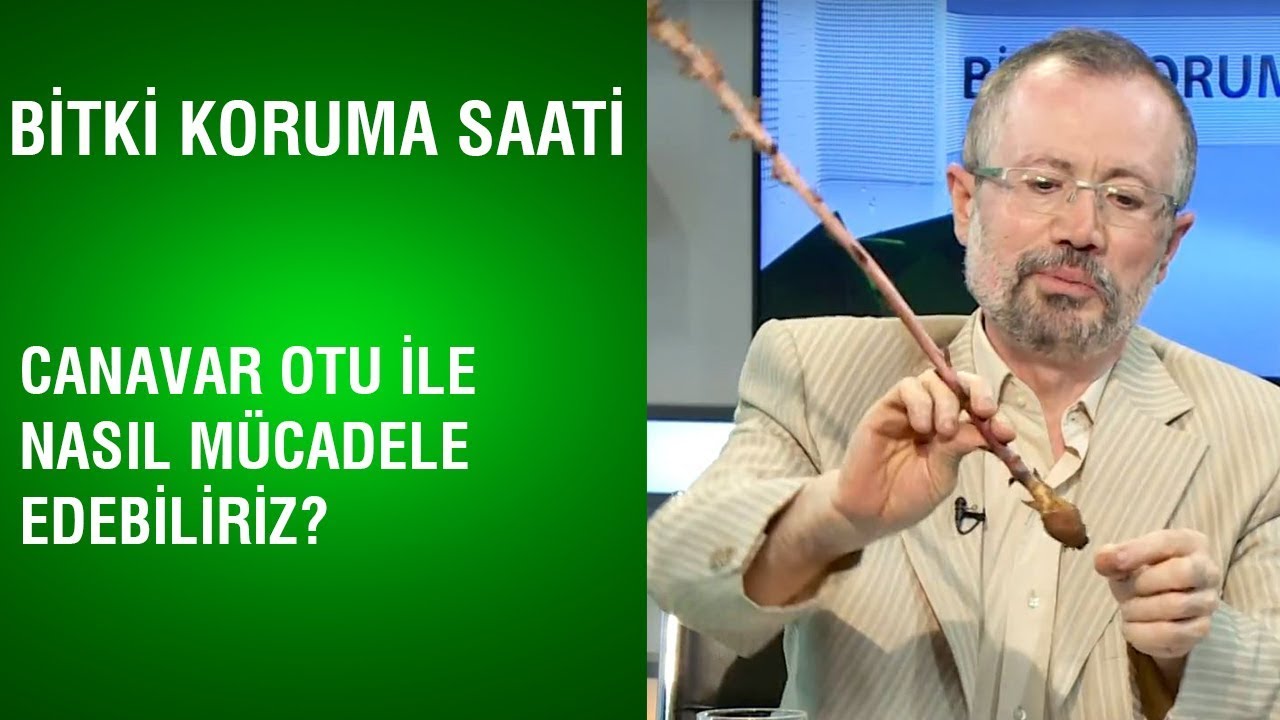 Bitki Koruma Saati - Canavar Otu Nasıl Mücadele Edebiliriz?