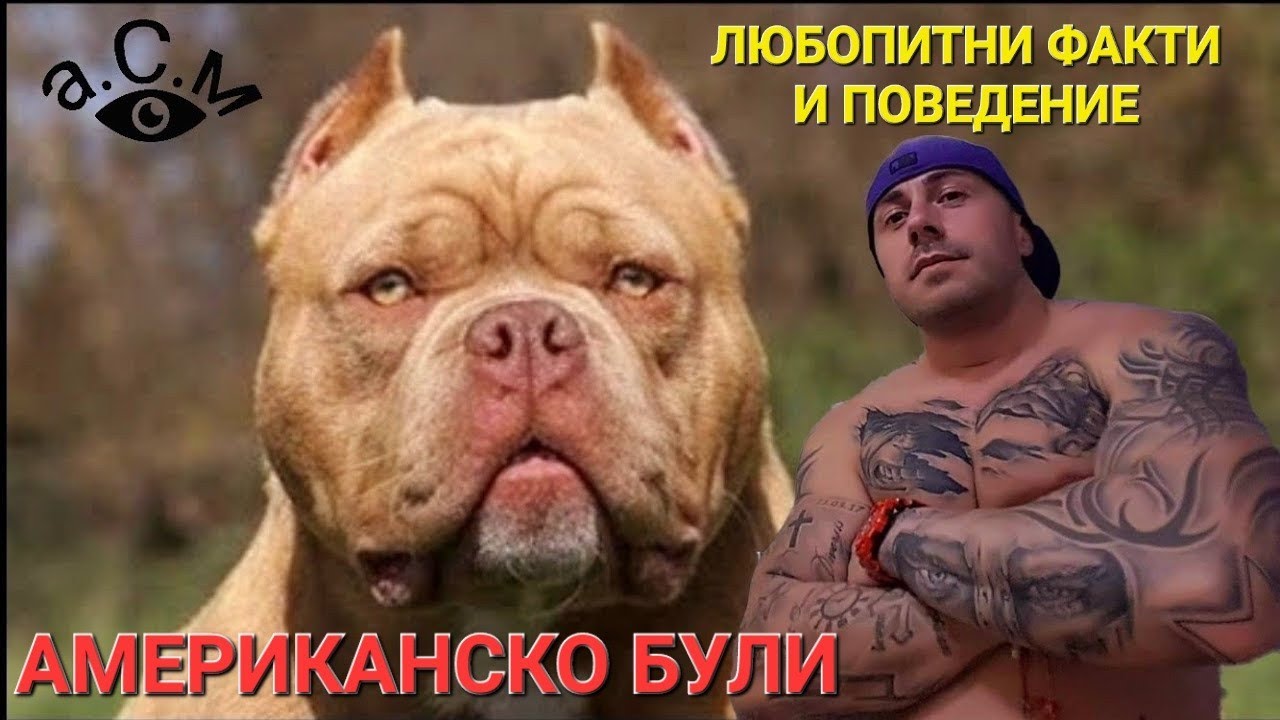 АМЕРИКАНСКО БУЛИ - ЛЮБОПИТНИ ФАКТИ И ПОВЕДЕНИЕ    а.С.м