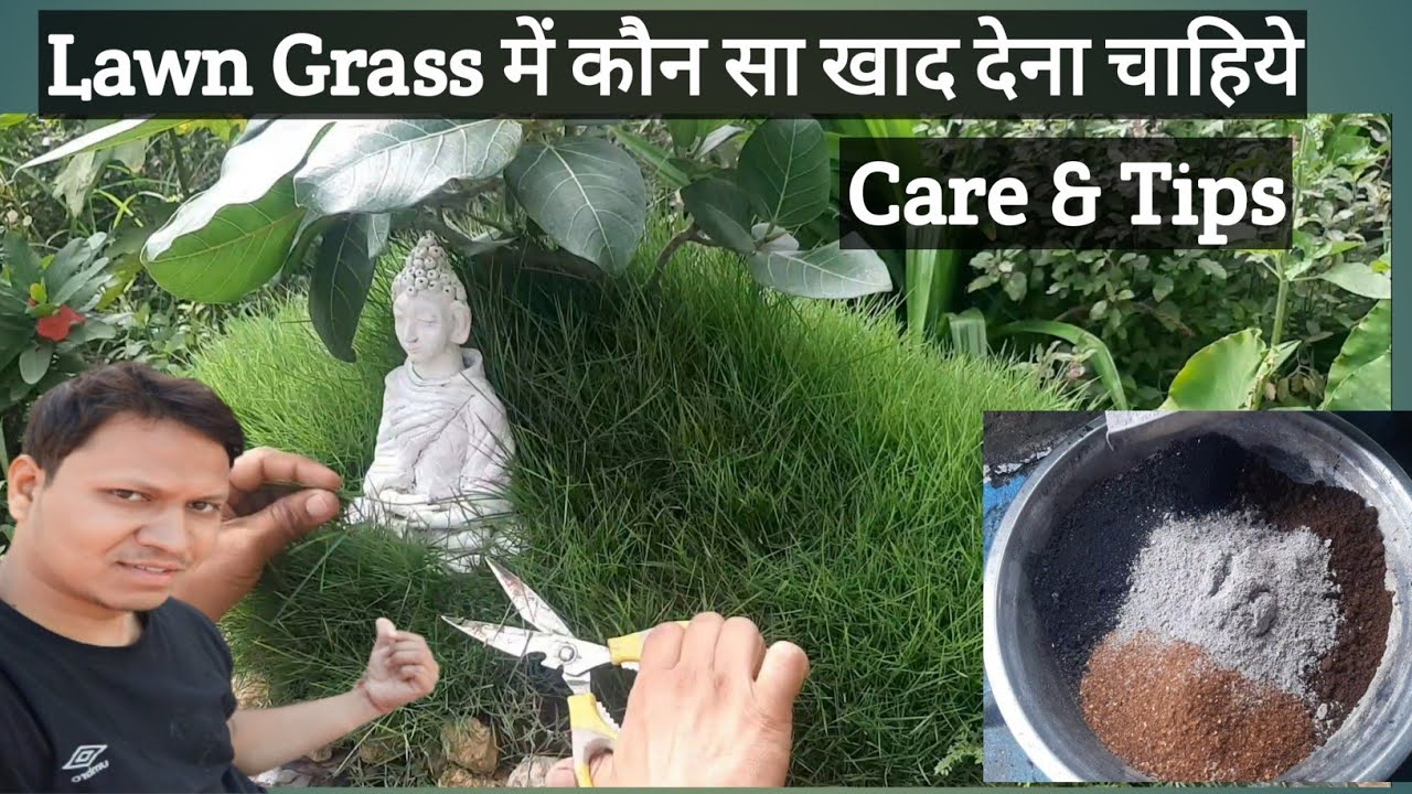 How To Fertilizer Lawn Grass || Lawn Grass Care Tips ||Lawn Grass || घास को कौन सा खाद देना चाहिये