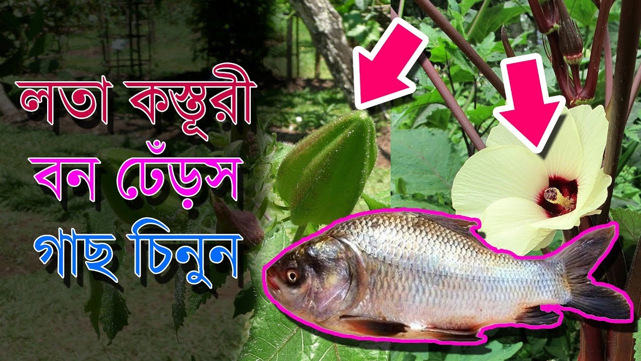 লতা কস্তুরী, মুসক দানা, বন ঢেঁড়স গাছ চিনুন Fishing Technique Chum Lata Kasturi, Musk mallow