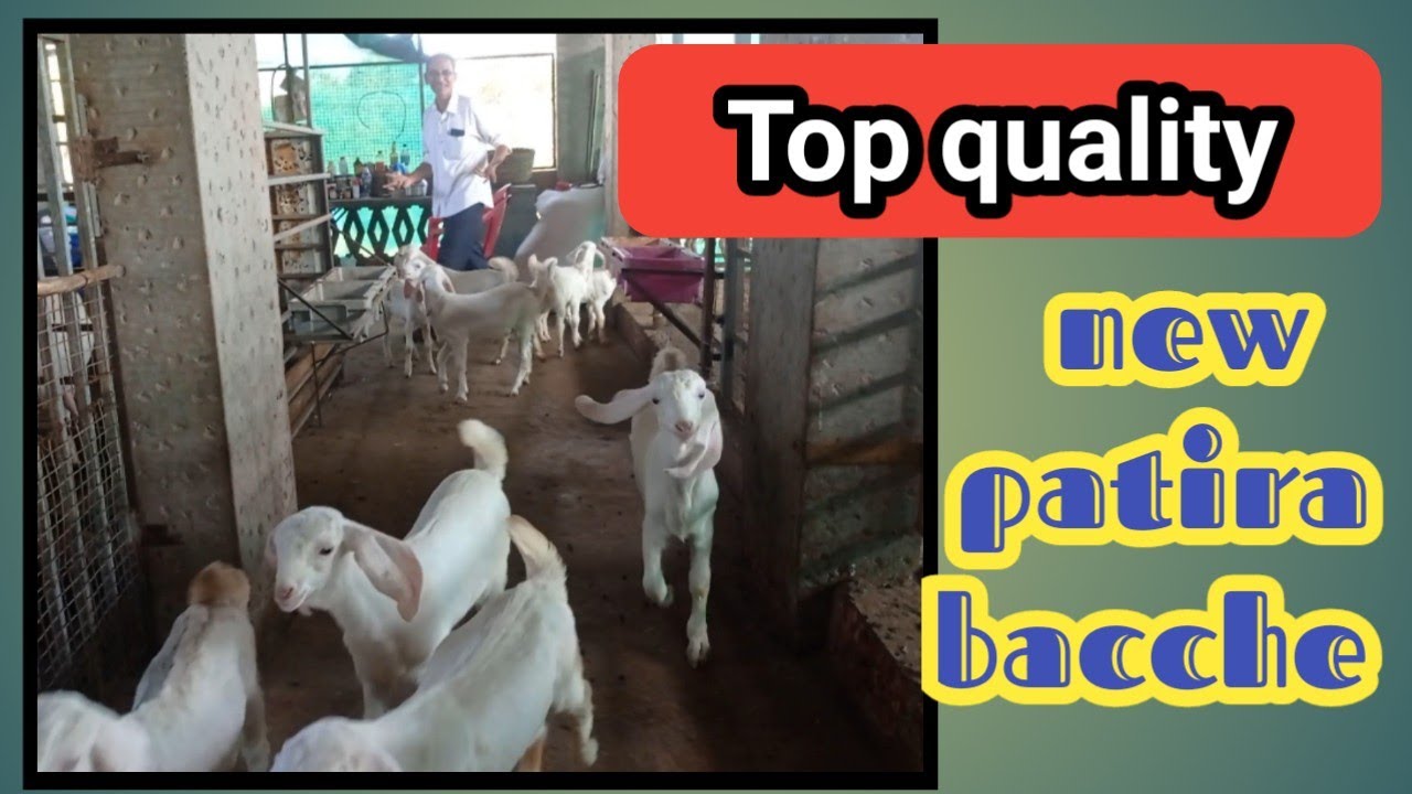 Top quality new generation Patira kids bach #patira goat farm