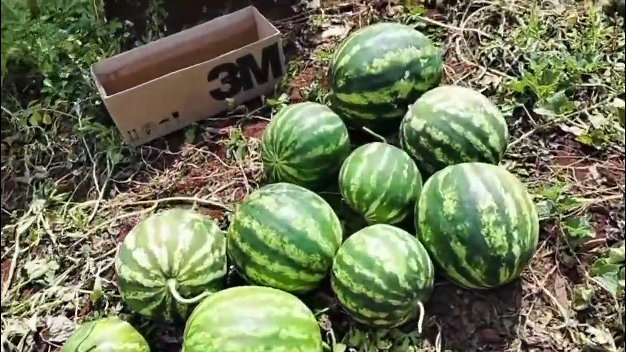 Hoje a colheita de melão, melancia, e milho verde rendeu