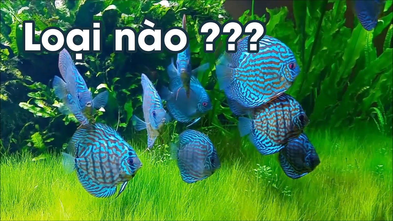 Ph&acirc;n biệt một số loại c&aacute; dĩa | C&Aacute; DĨA ĐẠI PH&Aacute;T