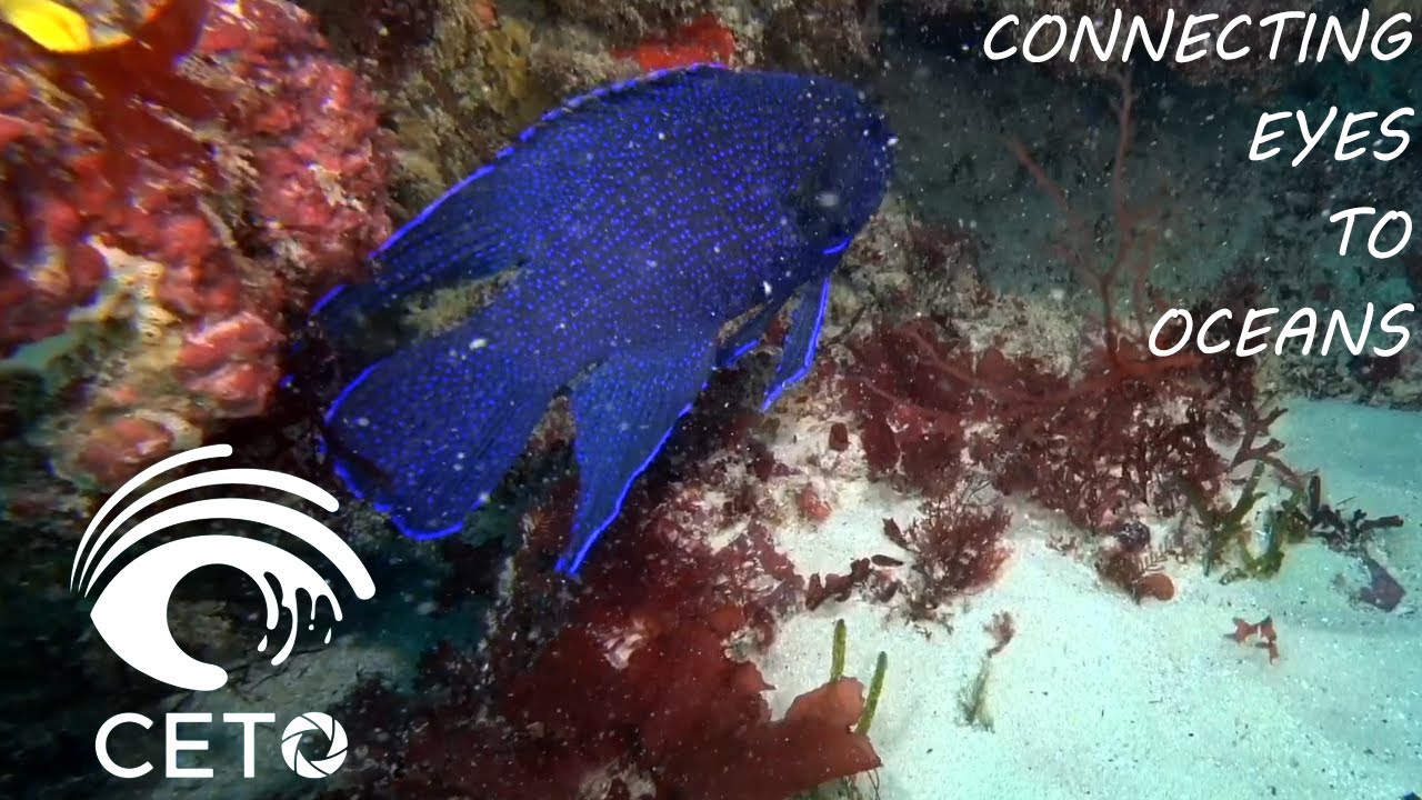 Blue Devil - A fish endemic to Southern Australia