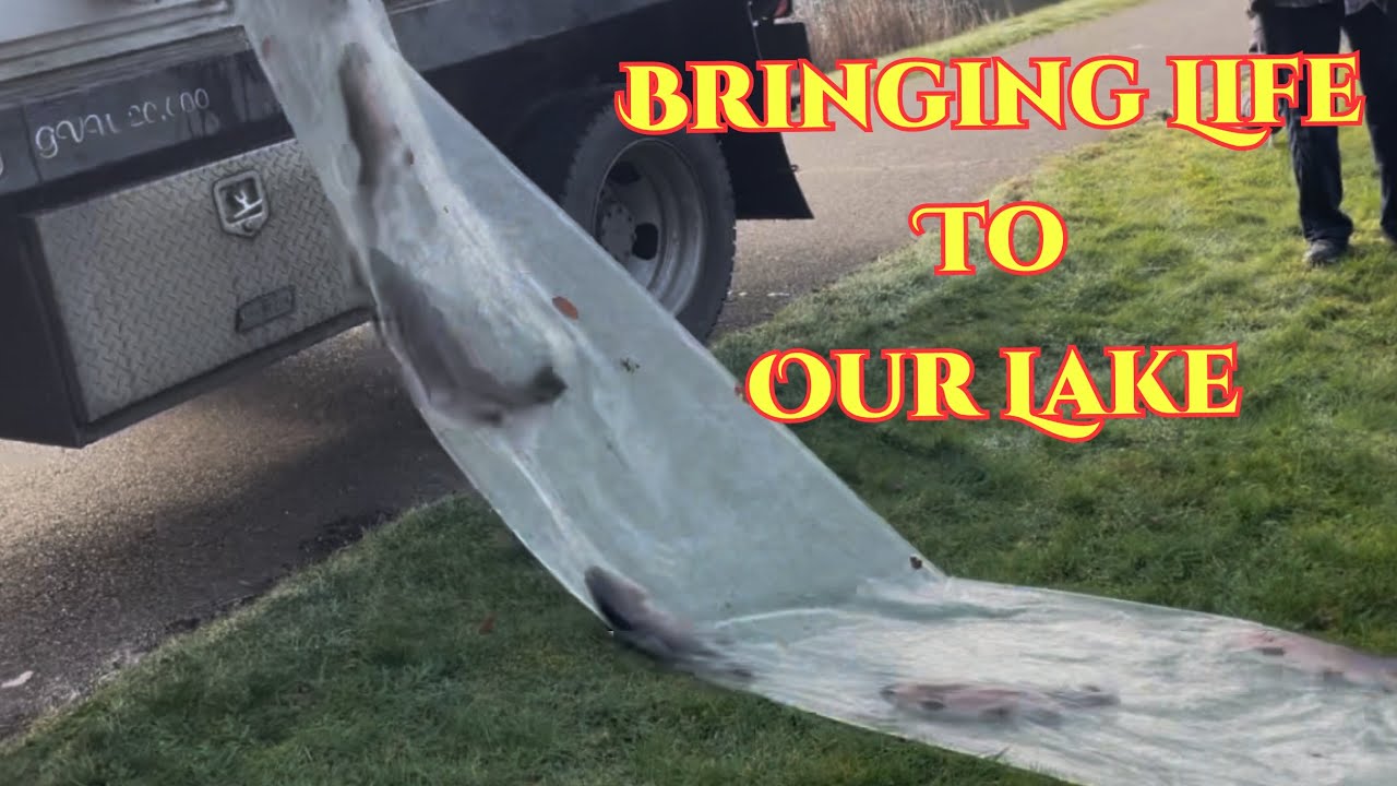 Stocking Our Lake With Fish. Bringing New Life To The Lake + Quiet Beauty In The Yard. S2E8