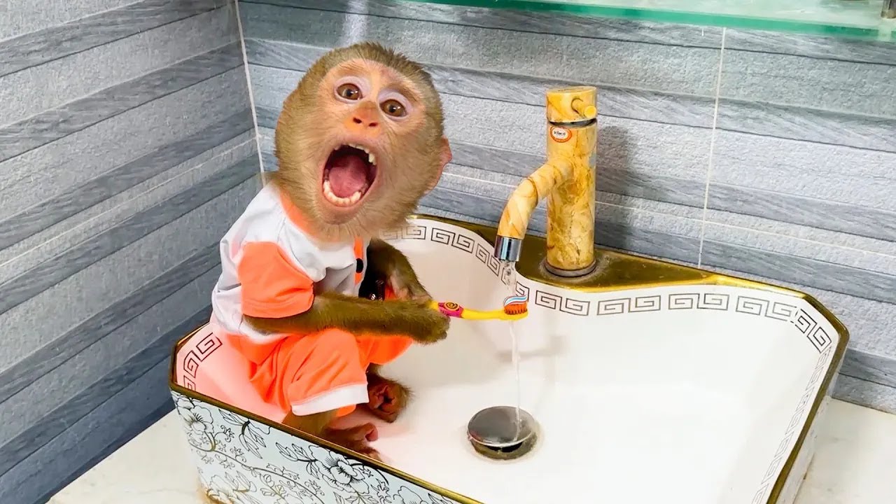 Watch me brush my teeth! Monkey Kaka cleans mouth with a toothbrush