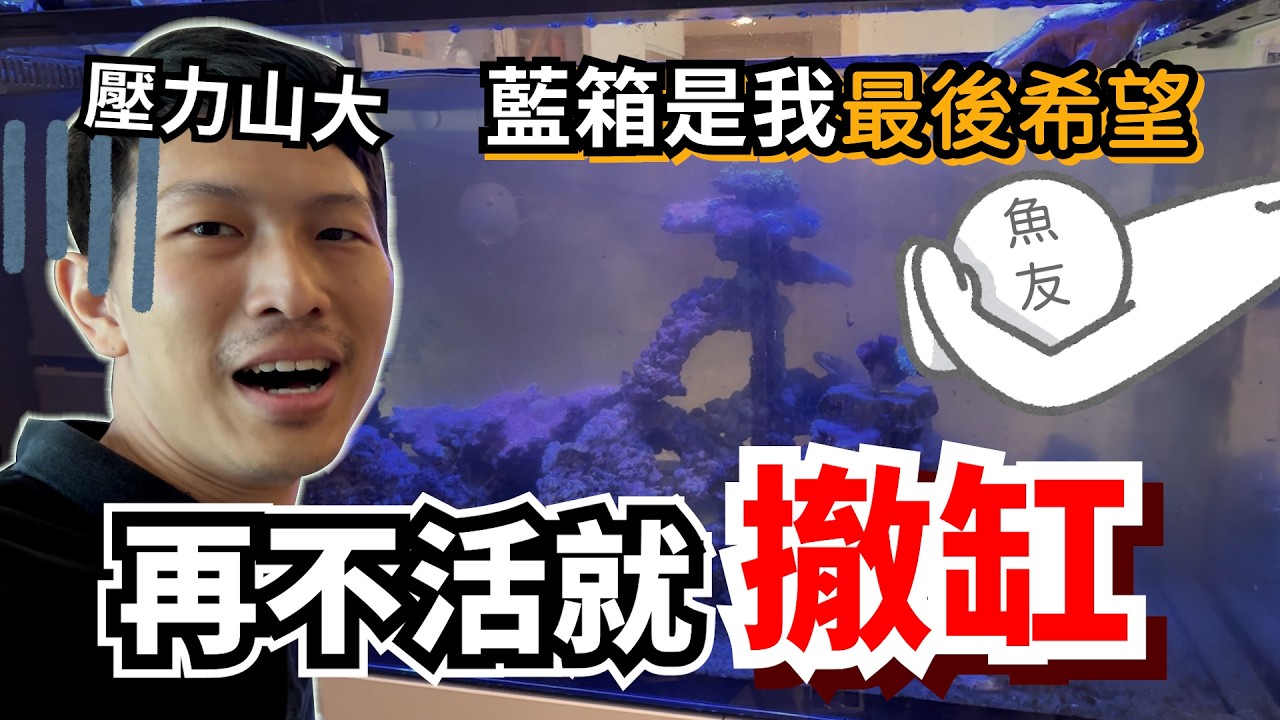 【藍箱水族】海水缸真難!? 再養不起來就退坑！