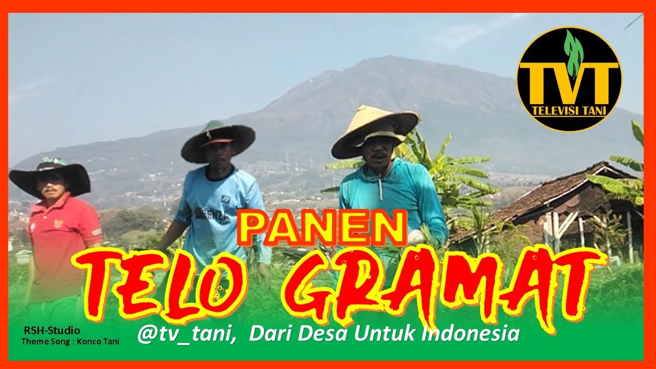 Babat Lung Panen Telo Gramat #pertanian  #tvtani  #hortikultura