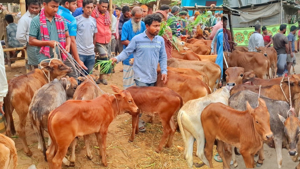 আজ ৩০/১/২৬ | সবচেয়ে ছোট ছোট ষাঁড় ও বকনা বাছুর গরুর দাম | আমবাড়ী হাট 