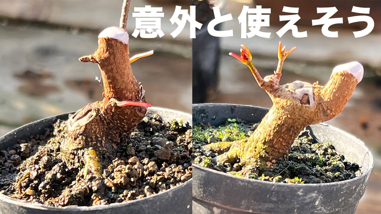 宮様楓を切り戻してみたら意外に使えそうな素材あった