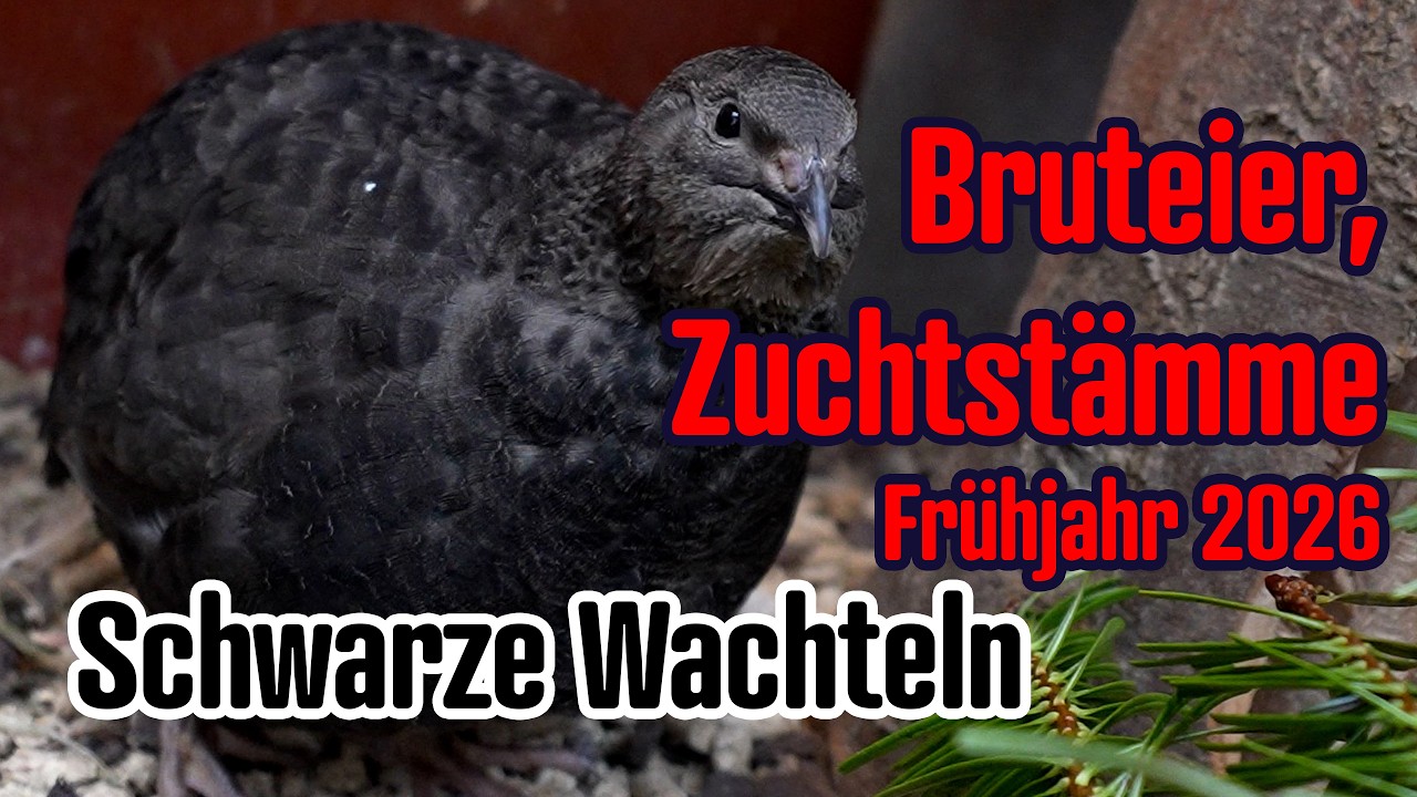 Bruteier SCHWARZE jap. Legewachteln, Vorstellung Zuchtstämme Frühjahr 2026 bei Dr. Bene