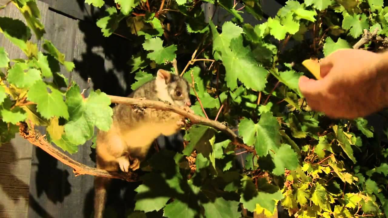 Feeding A Ringtail Possum In My Backyard : Australian Native Animal - PoathTV