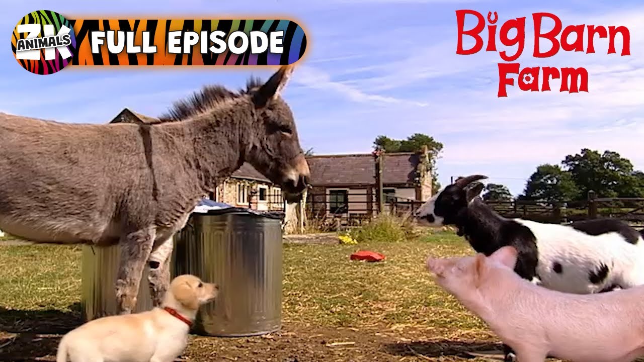 Big Barn Farm | Season 2, Episode 14 | Runaway Rubbish