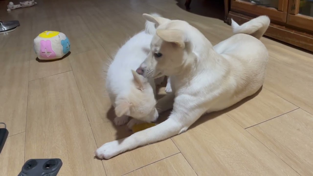 아기개 시골개 만나다