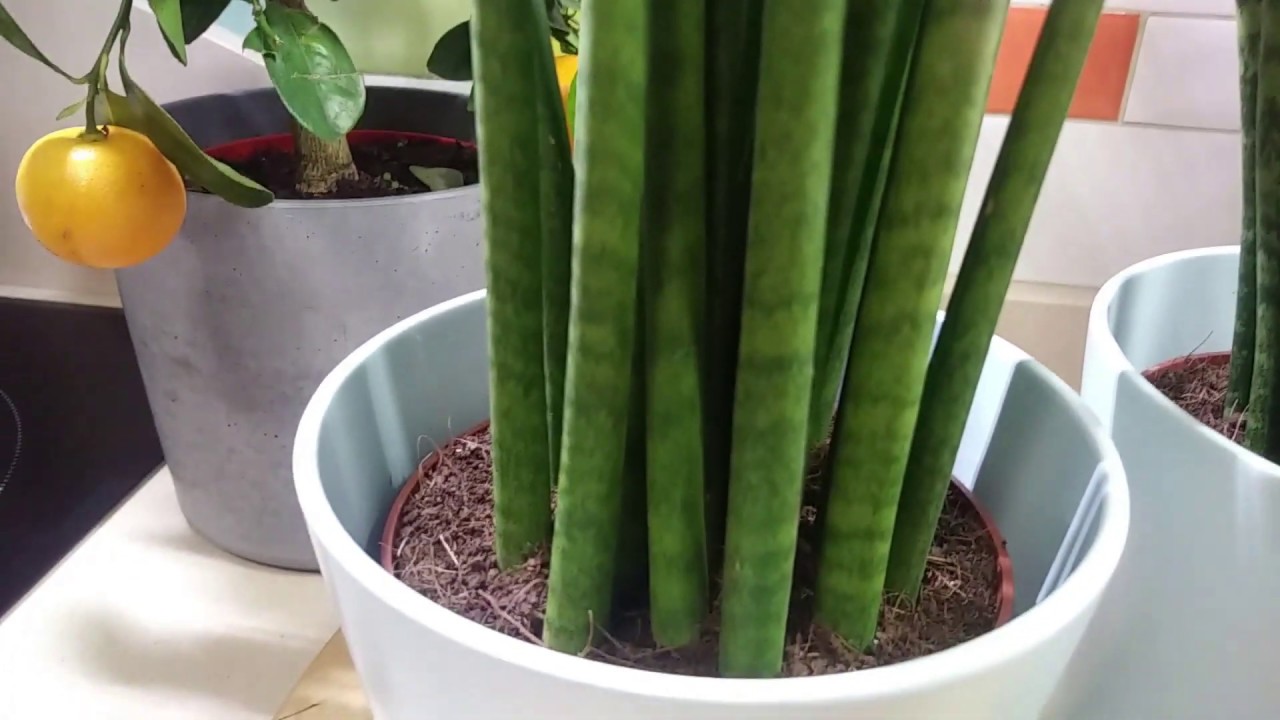 IKEA -  HAUL PLANTAS .