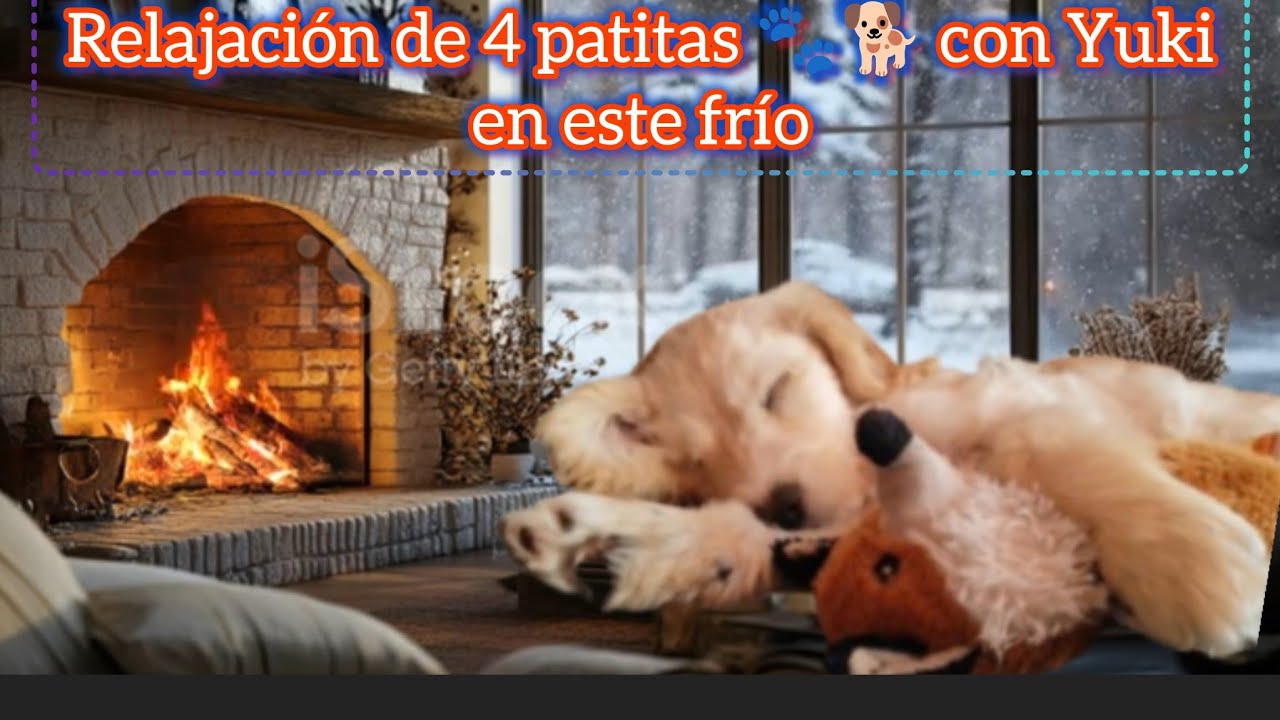Relajación de 4 patitas  con Mila-Blanca y Yuki 🐕❤️🐾