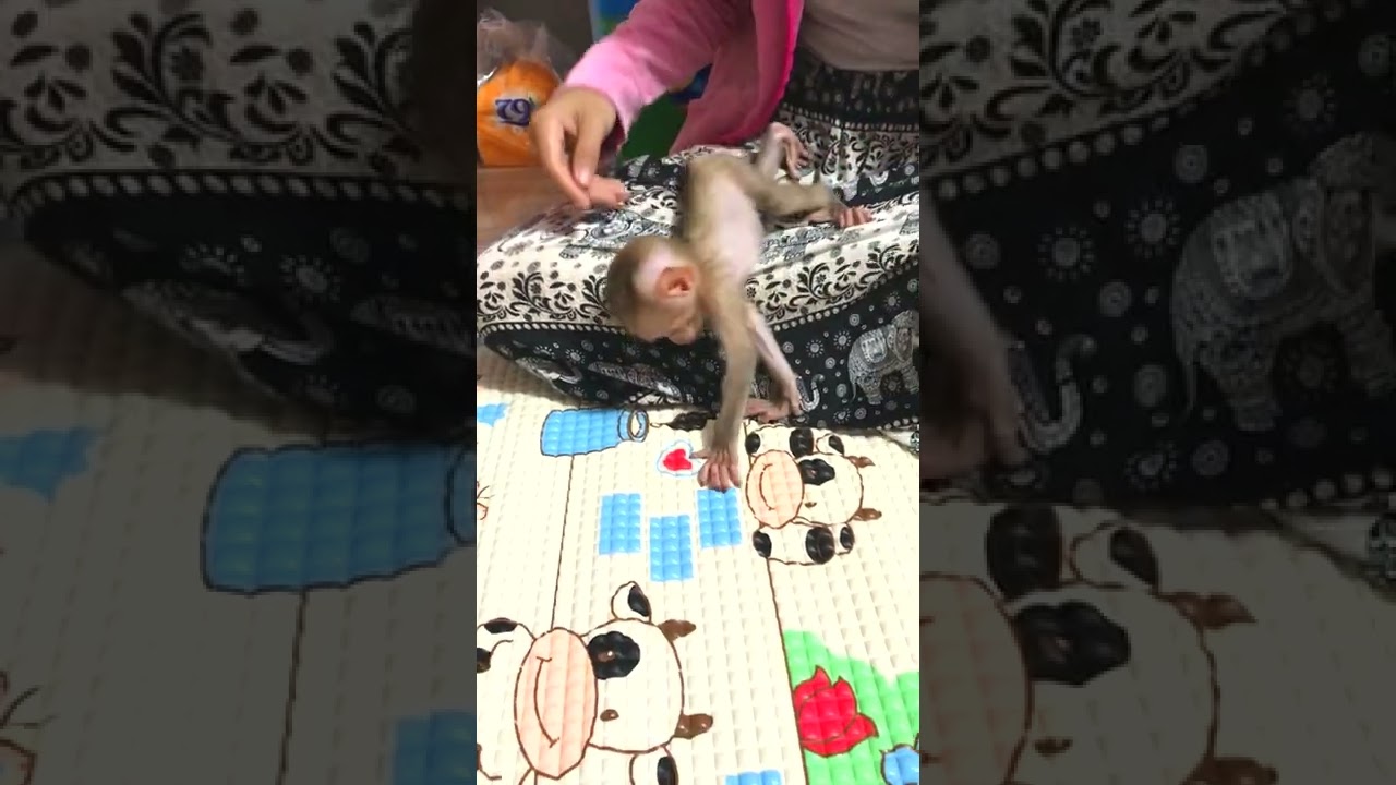 Baby monkey bella playing with momy #shorts #monkey #animals