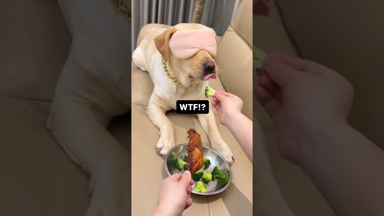 Dog reaction 😂 🤣 cheating..
