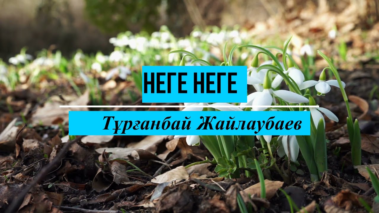 Неге неге - Тұрғанбай Жайлаубаев. Ақ көңілді ақ арманым не болып жүр саған жаным. Әні мен сөзі текст