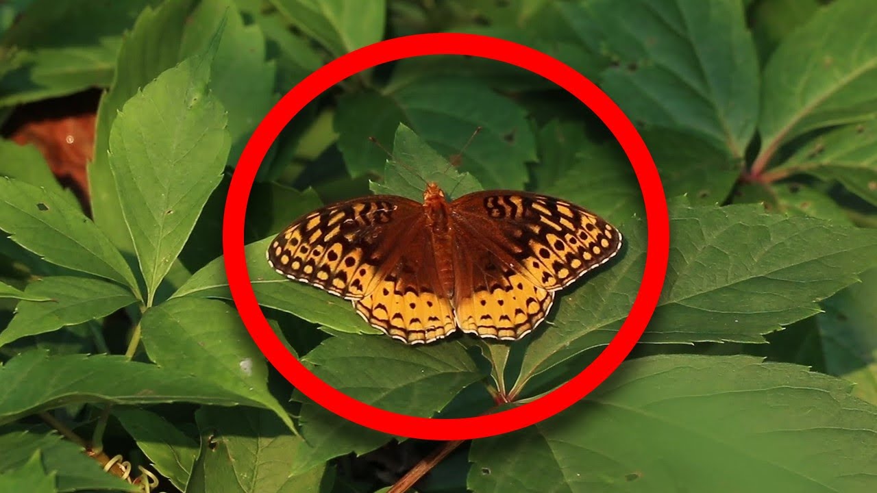 Relaxing Videos of Butterflies in the Wild ( Proof that Bugs / Insects are Beautiful )