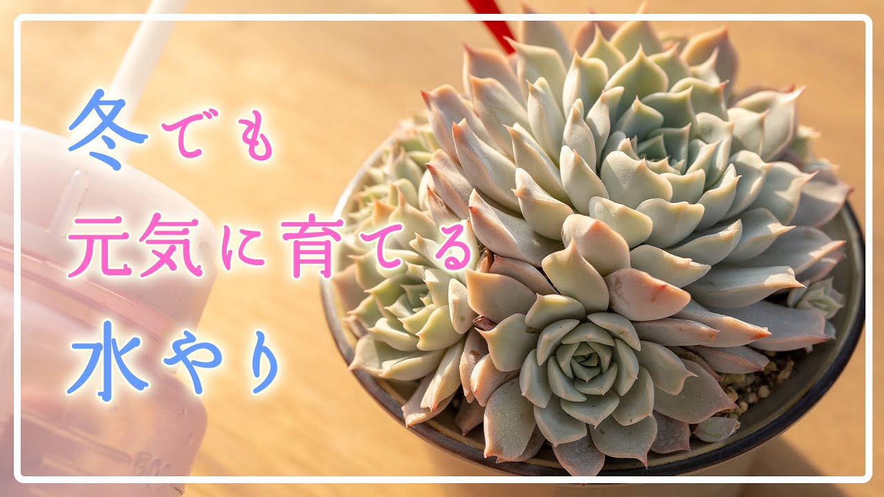 【これで安心】冬を元気に越すためのポイント❄️