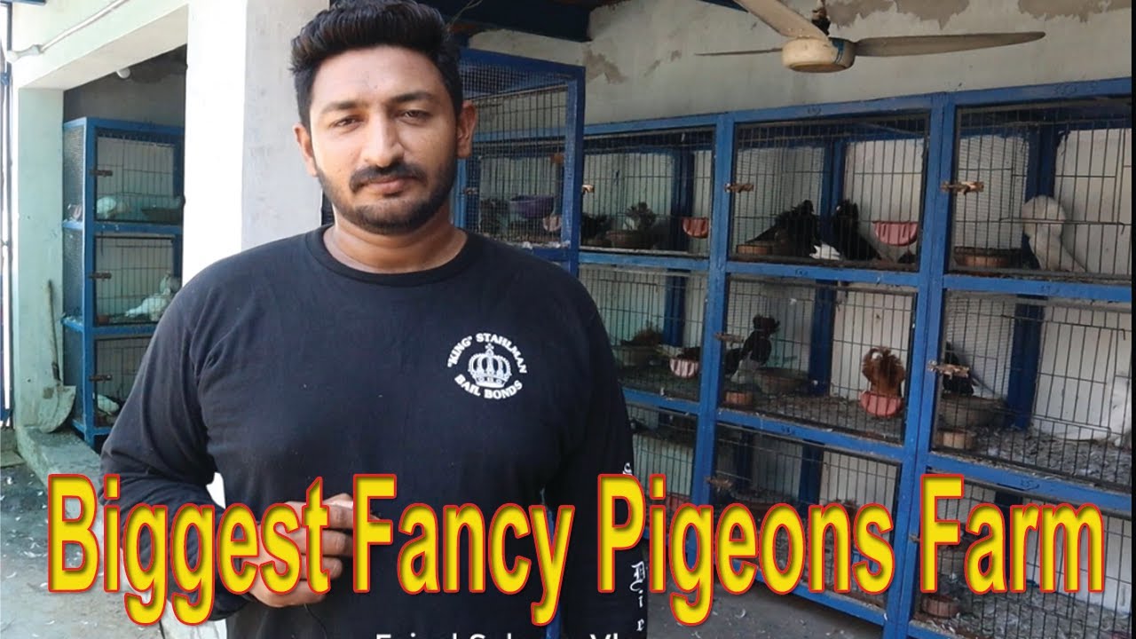 Visit Muhammad Ali Kamboh Biggest Fancy Pigeons Setup in Faisalabad | Fancy Pigeons Business