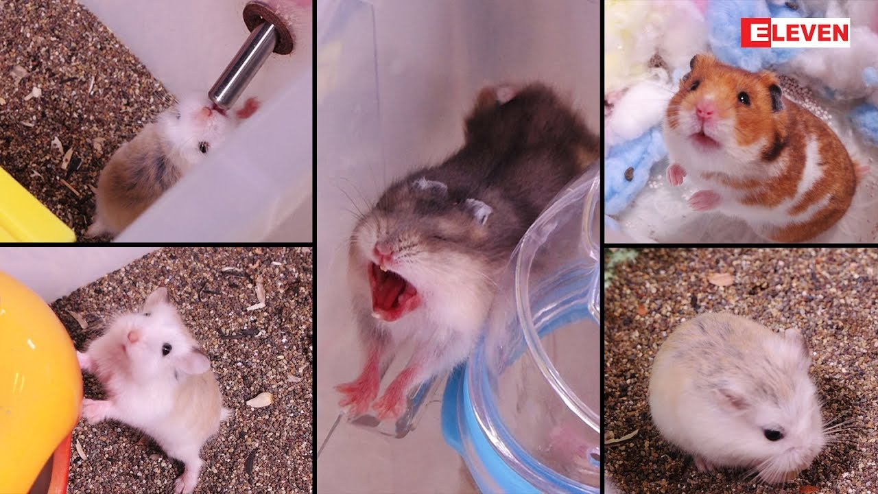 Hello Pets (ရုပ္သံအစီအစဥ္)