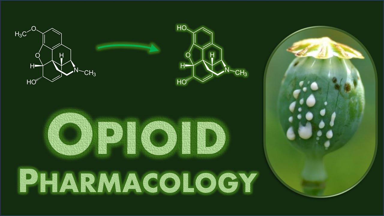 Opioid Pharmacology: Basics, General Class Effects, and Specific Drug Differences